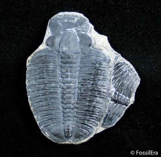 Inch Elrathia Trilobite Molt #2940